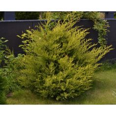 Можжевельник китайский... 2