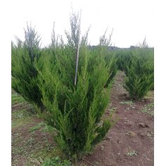 Китайский можжевельник... 2