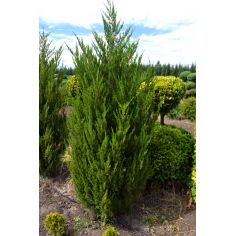 Китайский можжевельник...