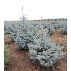 Ель колючая SBS (Picea...
