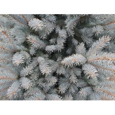 Ель колючая SBS (Picea... 2