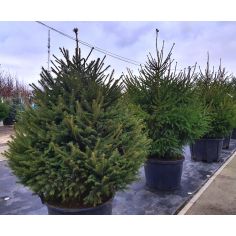 Ель европейская (Picea abies)