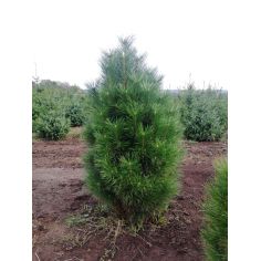 Сосна чёрная Piramidalis (...