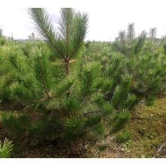 Сосна черная (Pinus nigra) 2