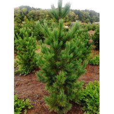 Сосна Румелийская ( Pinus...