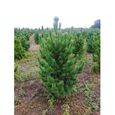 Сосна Румелийская ( Pinus... 2