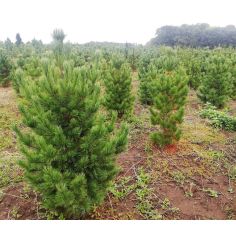 Сосна Кедровая ( Pinus...