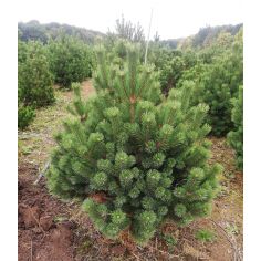 Сосна горная Uncinata (...