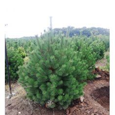 Сосна горная Uncinata (... 2