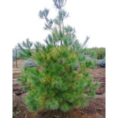 Сосна веймутова ( Pinus...