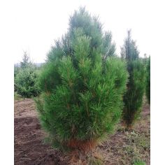 Сосна чёрная Piramidalis (... 2