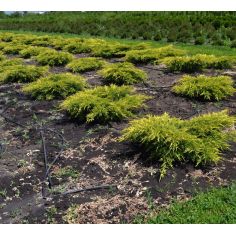 Можжевельник пфицериана Олд... 2