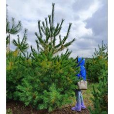 Сосна веймутова ( Pinus... 2