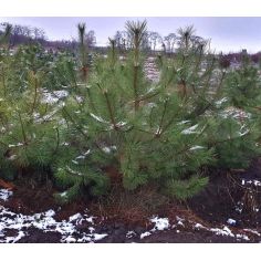 Сосна крымская (Pinus... 2