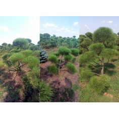 Сосна крымская Ниваки