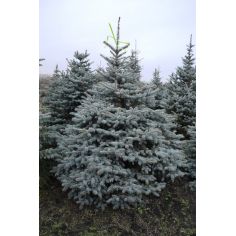 Ель "Глаука" (picea pungens... 2