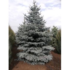 Ель "Глаука" (picea pungens...