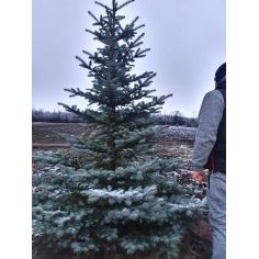 Ель голубая колючая  (Picea...