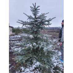 Ель голубая колючая  (Picea... 2