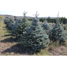 Ель "Глаука" стриженная...