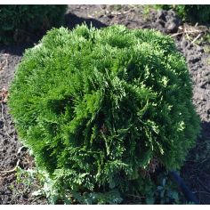 Туя Даника ( thuja...