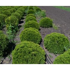 Туя Даника ( thuja... 2