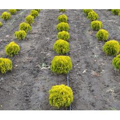 Туя Даника Ауреа ( thuja... 2