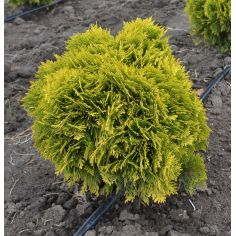 Туя Даника Ауреа ( thuja...