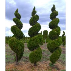 Туя западная Смарагд (...