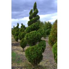 Туя западная Смарагд (... 2