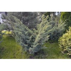 Можжевельник китайский Блю...