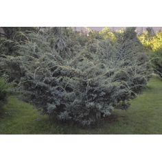 Можжевельник китайский Блю... 2