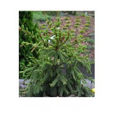 Ель обыкновенная Акрокона...