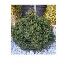 Ель обыкновенная "Barryi"...