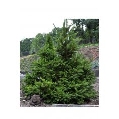 Ель обыкновенная Виллс...