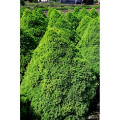 Ель канадская Коника (Picea...