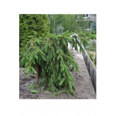 Ель обыкновенная Пендула...