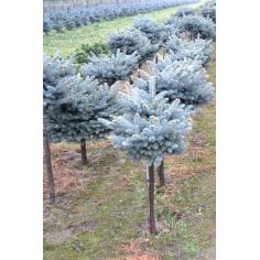 Ель колючая Глаука Глобоза...