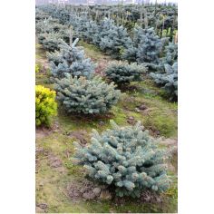 Ель колючая Глаука Глобоза... 2