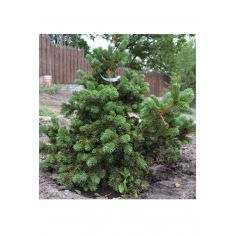 Ель колючая Lucky Strike...