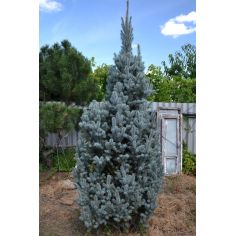 Ель колючая 'Iseli...