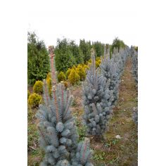 Ель колючая 'Iseli... 2