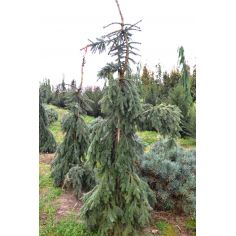 Ель сербская Пендула (Picea...