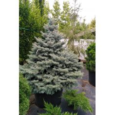 Ель колючая Монтгомери...