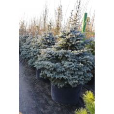 Ель колючая Монтгомери... 2