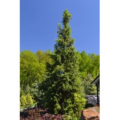 Ель європейская Купрессина...