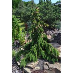 Ель обыкновенная Пендула...