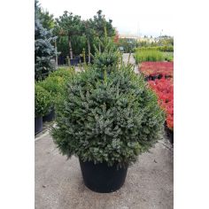 Ель сербская Нана (Picea...