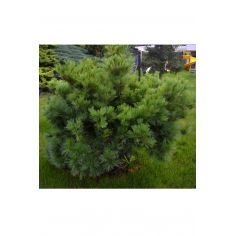 Сосна веймутова "Macopin"...