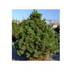 Сосна веймутова (Pinus...